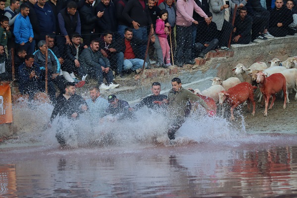 Foto - Bu koyunlar bakın neden boyanıyor! 7 asırlık gelenek sürdürülüyor