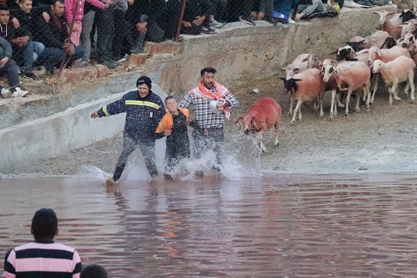 Foto - Bu koyunlar bakın neden boyanıyor! 7 asırlık gelenek sürdürülüyor