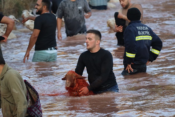 Foto - Bu koyunlar bakın neden boyanıyor! 7 asırlık gelenek sürdürülüyor