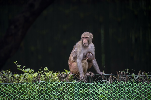 Foto - Bu kültür binlerce yıldır ilgi çekiyor