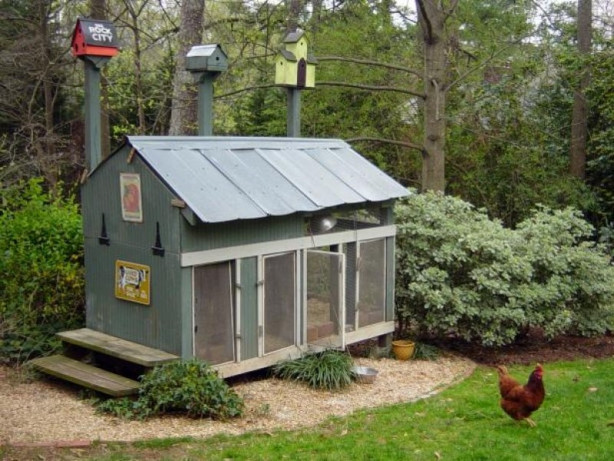 Foto - Bu kümesler görenleri hayrete düşürüyor