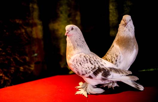 Bu kuş başka kuş! 100 bin liraya kadar alıcısı var