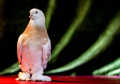 Foto - Bu kuş başka kuş! 100 bin liraya kadar alıcısı var
