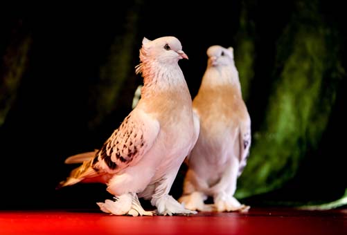 Foto - Bu kuş başka kuş! 100 bin liraya kadar alıcısı var