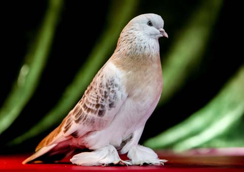 Foto - Bu kuş başka kuş! 100 bin liraya kadar alıcısı var