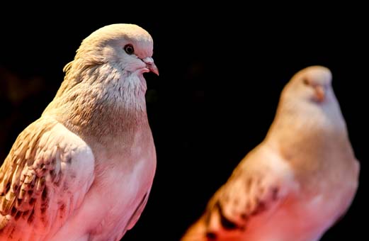 Foto - Bu kuş başka kuş! 100 bin liraya kadar alıcısı var