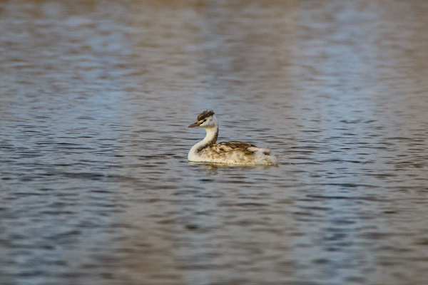 Bu kuş türü ilk kez görüntülendi