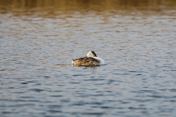 Foto - Bu kuş türü ilk kez görüntülendi