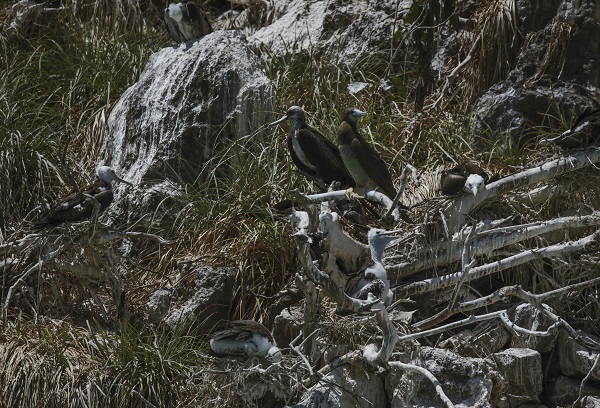 Foto - Bu kuşlar aylarca yere konmadan uçuyor 
