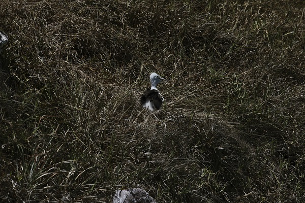 Foto - Bu kuşlar aylarca yere konmadan uçuyor 