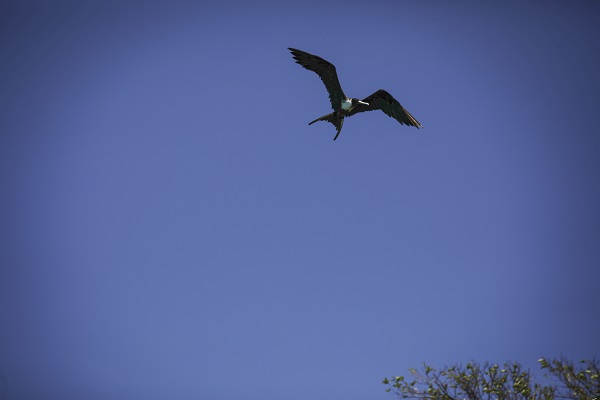 Bu kuşlar aylarca yere konmadan uçuyor 