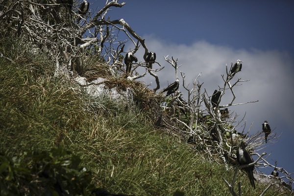 Foto - Bu kuşlar aylarca yere konmadan uçuyor 