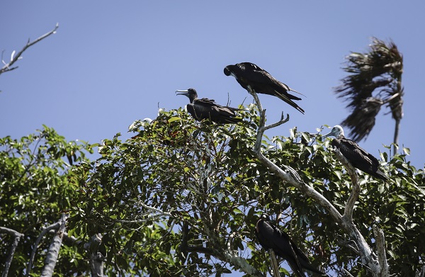 Foto - Bu kuşlar aylarca yere konmadan uçuyor 