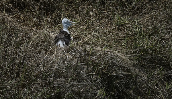 Foto - Bu kuşlar aylarca yere konmadan uçuyor 