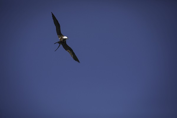 Foto - Bu kuşlar aylarca yere konmadan uçuyor 