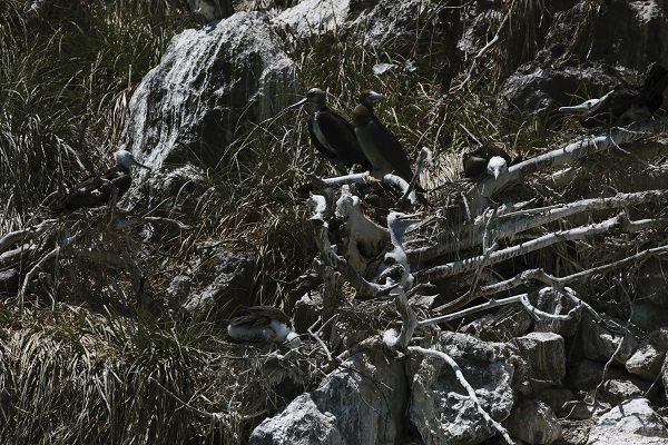 Foto - Bu kuşlar aylarca yere konmadan uçuyor 