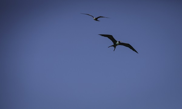 Foto - Bu kuşlar aylarca yere konmadan uçuyor 
