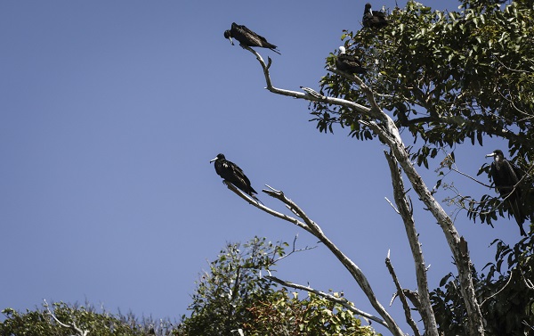 Foto - Bu kuşlar aylarca yere konmadan uçuyor 