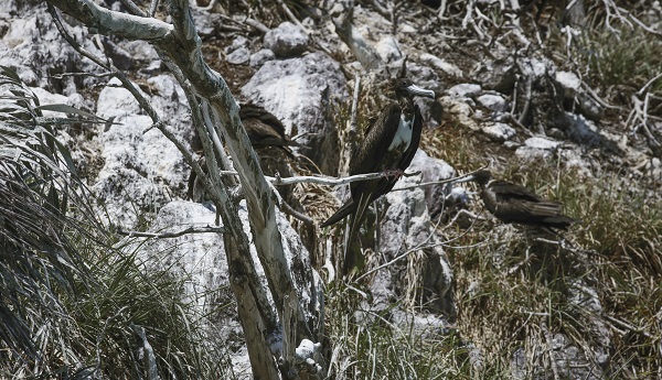 Foto - Bu kuşlar aylarca yere konmadan uçuyor 