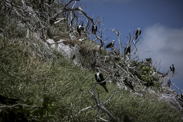 Foto - Bu kuşlar aylarca yere konmadan uçuyor 