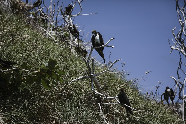 Foto - Bu kuşlar aylarca yere konmadan uçuyor 