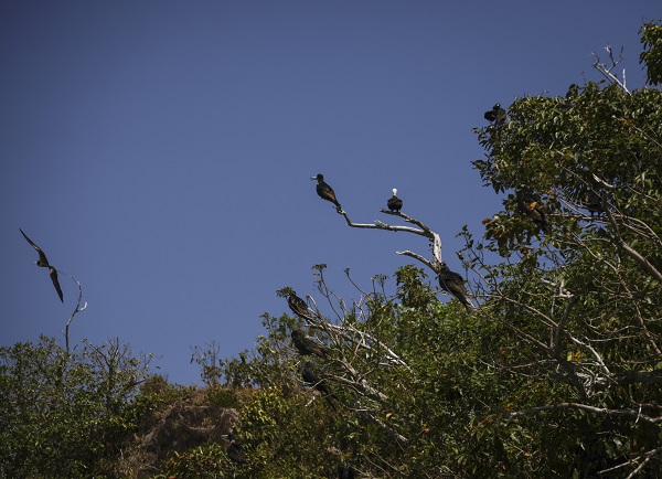 Foto - Bu kuşlar aylarca yere konmadan uçuyor 