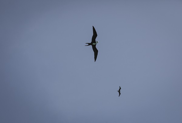 Foto - Bu kuşlar aylarca yere konmadan uçuyor 