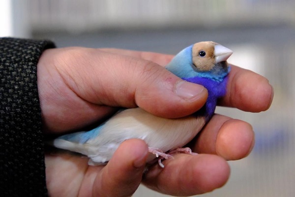 Foto - Bu kuşlar için ev kiraladı