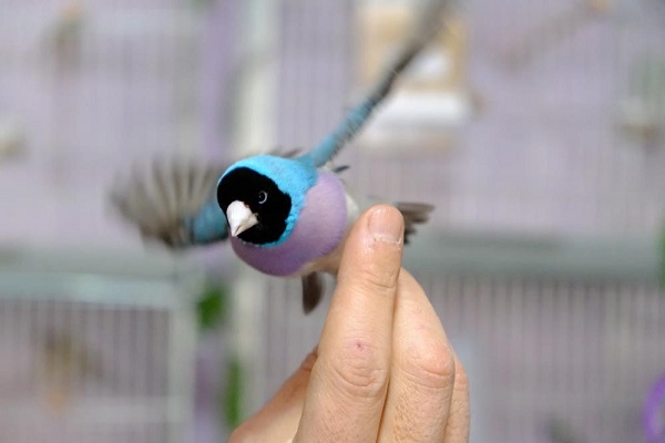 Foto - Bu kuşlar için ev kiraladı