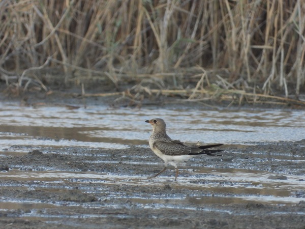 Foto - Bu kuşlara hayran kalmamak imkansız