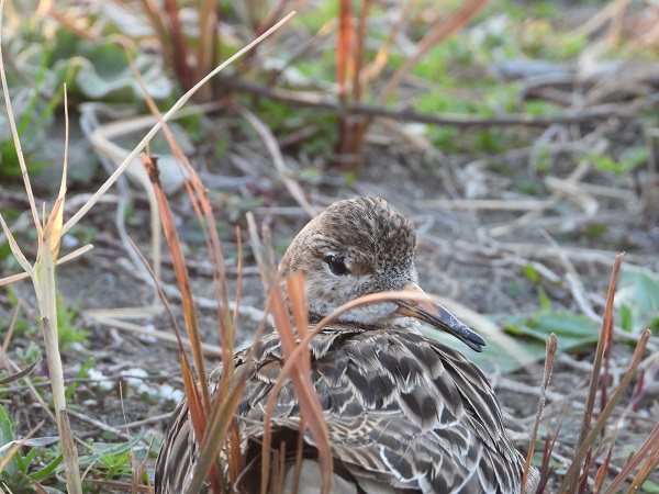 Foto - Bu kuşlara hayran kalmamak imkansız