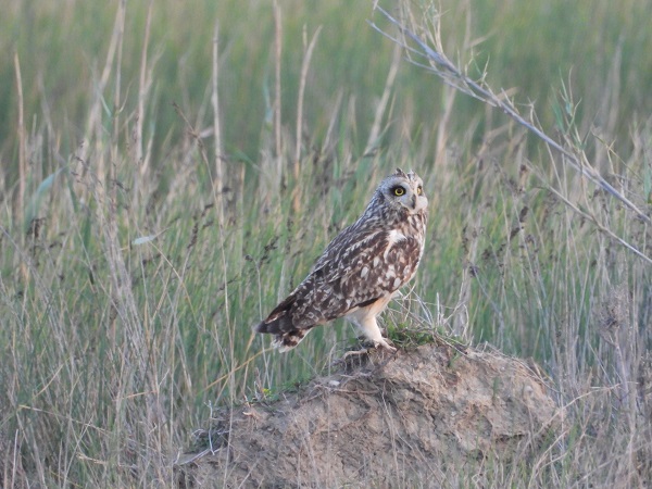 Foto - Bu kuşlara hayran kalmamak imkansız