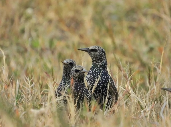 Foto - Bu kuşlara hayran kalmamak imkansız