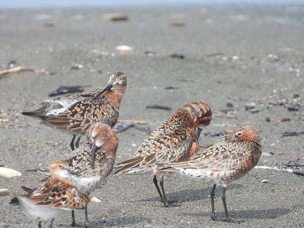 Foto - Bu kuşlara hayran kalmamak imkansız