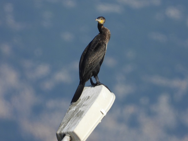 Foto - Bu kuşlara hayran kalmamak imkansız