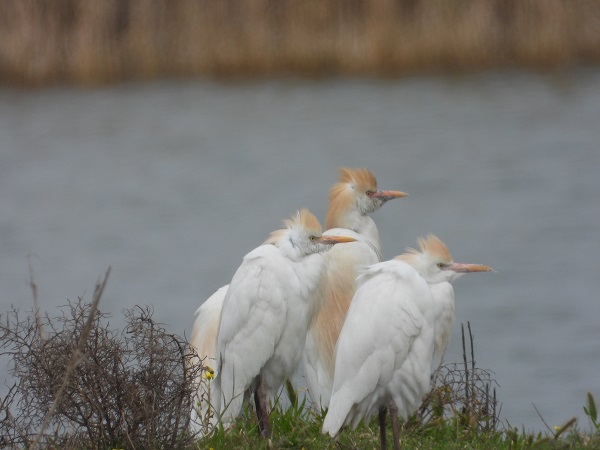 Foto - Bu kuşlara hayran kalmamak imkansız