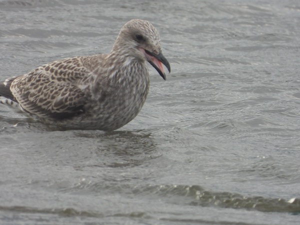 Foto - Bu kuşlara hayran kalmamak imkansız