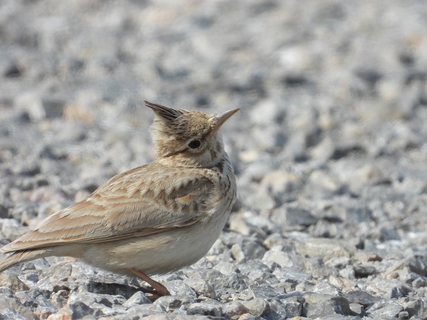 Foto - Bu kuşlara hayran kalmamak imkansız