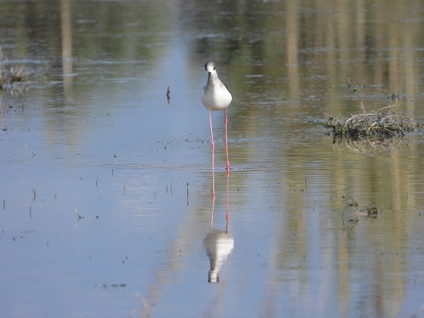 Foto - Bu kuşlara hayran kalmamak imkansız