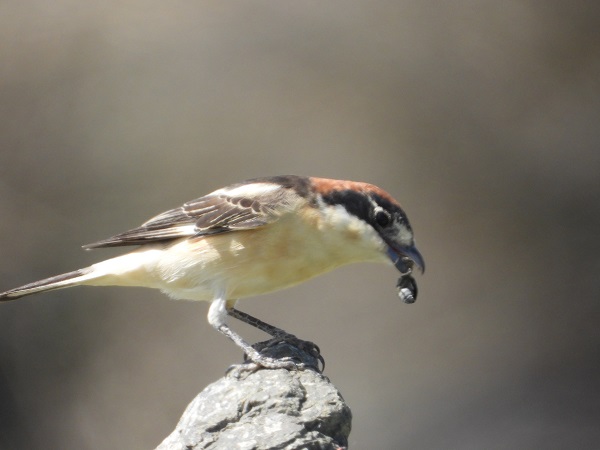 Foto - Bu kuşlara hayran kalmamak imkansız