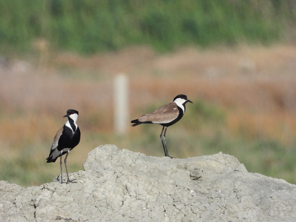 Foto - Bu kuşlara hayran kalmamak imkansız