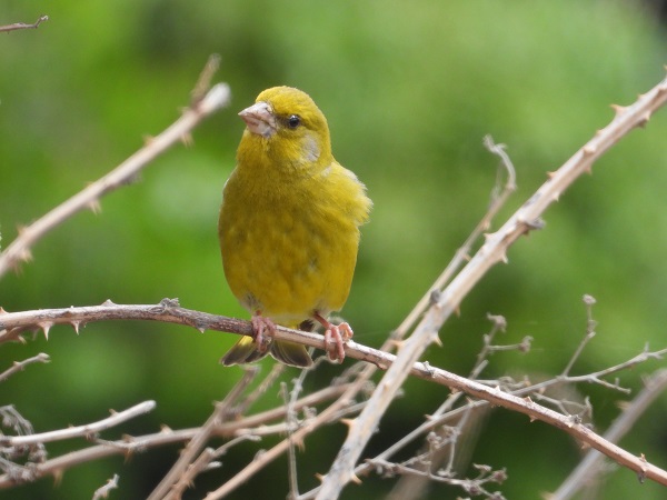 Foto - Bu kuşlara hayran kalmamak imkansız