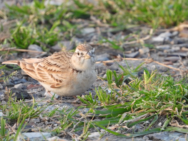 Foto - Bu kuşlara hayran kalmamak imkansız