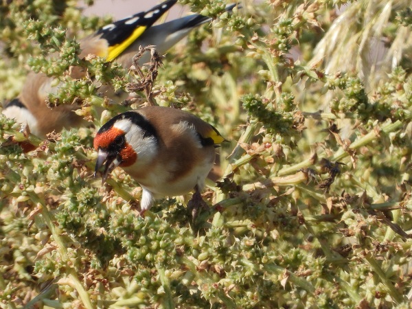 Foto - Bu kuşlara hayran kalmamak imkansız