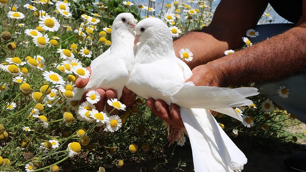 Foto - Bu kuşlara paha biçilemiyor