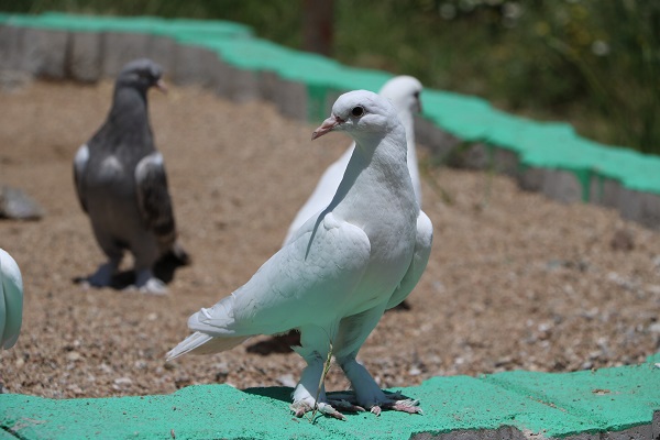 Foto - Bu kuşlara paha biçilemiyor