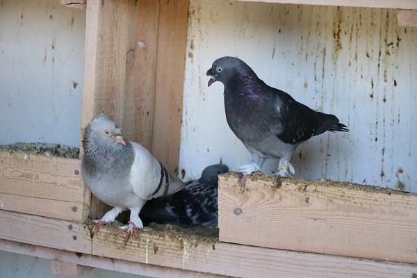 Foto - Bu kuşlara paha biçilemiyor