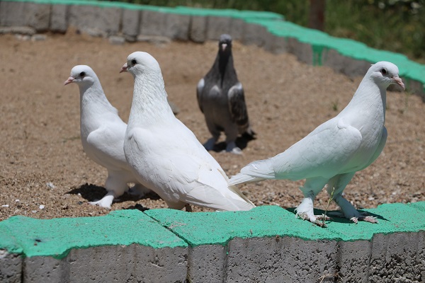 Foto - Bu kuşlara paha biçilemiyor