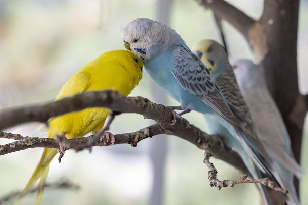 Foto - Bu kuşların her biri enkazdan çıkarıldı