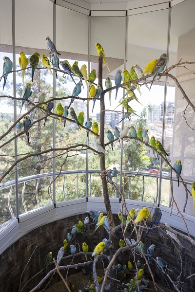 Foto - Bu kuşların her biri enkazdan çıkarıldı